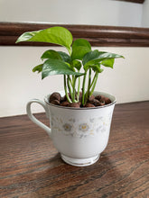Load image into Gallery viewer, Golden Pothos Teacup
