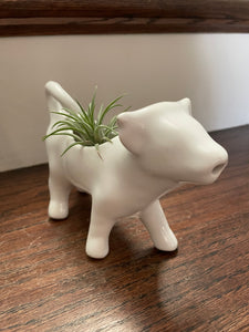 Vintage Creamer Cow with Airplant