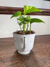 Load image into Gallery viewer, Golden Pothos Teacup