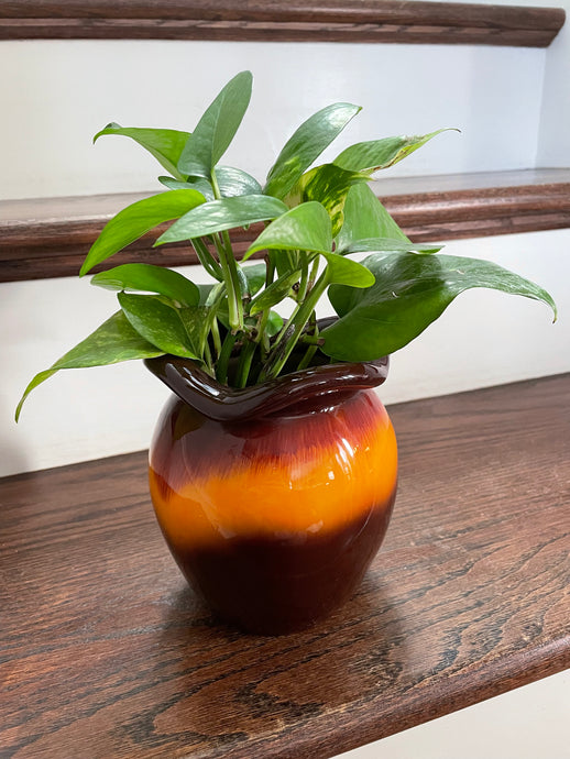 Vintage Retro Golden Pothos Pot